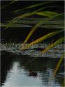 Dateiname=DSC00155.JPG
Dateigröße=54KB
Abmessungen: 451x600
hinzugefügt am: 04. März 2011 DSC00155.JPG
