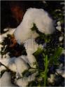 Dateiname=DSC02133.JPG
Dateigröße=49KB
Abmessungen: 451x600
hinzugefügt am: 04. März 2011 DSC02133.JPG