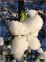 Dateiname=DSC02134.JPG
Dateigröße=55KB
Abmessungen: 451x600
hinzugefügt am: 04. März 2011 DSC02134.JPG