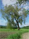 Dateiname=DSC01036.JPG
Dateigröße=95KB
Abmessungen: 451x600
hinzugefügt am: 04. März 2011 DSC01036.JPG