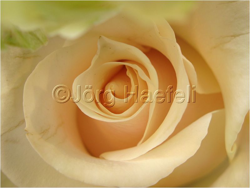 Roses_007.jpg