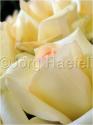 Dateiname=Roses_001.jpg
Dateigröße=30KB
Abmessungen: 451x600
hinzugefügt am: 03. März 2011 Roses_001.jpg
