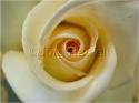 Dateiname=Roses_002.jpg
Dateigröße=41KB
Abmessungen: 799x600
hinzugefügt am: 03. März 2011 Roses_002.jpg