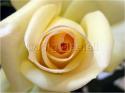 Dateiname=Roses_003.jpg
Dateigröße=47KB
Abmessungen: 799x600
hinzugefügt am: 03. März 2011 Roses_003.jpg