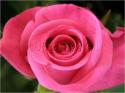 Dateiname=Roses_004.jpg
Dateigröße=55KB
Abmessungen: 799x600
hinzugefügt am: 03. März 2011 Roses_004.jpg