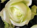Dateiname=Roses_005.jpg
Dateigröße=50KB
Abmessungen: 799x600
hinzugefügt am: 03. März 2011 Roses_005.jpg