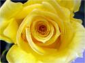 Dateiname=Roses_006.jpg
Dateigröße=57KB
Abmessungen: 799x600
hinzugefügt am: 03. März 2011 Roses_006.jpg