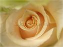 Dateiname=Roses_007.jpg
Dateigröße=44KB
Abmessungen: 799x600
hinzugefügt am: 03. März 2011 Roses_007.jpg