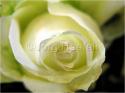 Dateiname=Roses_008.jpg
Dateigröße=43KB
Abmessungen: 799x600
hinzugefügt am: 03. März 2011 Roses_008.jpg
