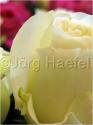 Dateiname=Roses_009.jpg
Dateigröße=31KB
Abmessungen: 451x600
hinzugefügt am: 03. März 2011 Roses_009.jpg