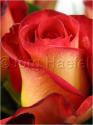 Dateiname=Roses_010.jpg
Dateigröße=41KB
Abmessungen: 451x600
hinzugefügt am: 03. März 2011 Roses_010.jpg