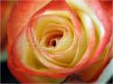 Dateiname=Roses_011.jpg
Dateigröße=55KB
Abmessungen: 799x600
hinzugefügt am: 03. März 2011 Roses_011.jpg