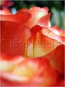 Dateiname=Roses_013.jpg
Dateigröße=35KB
Abmessungen: 451x600
hinzugefügt am: 03. März 2011 Roses_013.jpg