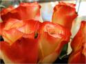 Dateiname=Roses_014.jpg
Dateigröße=60KB
Abmessungen: 799x600
hinzugefügt am: 03. März 2011 Roses_014.jpg