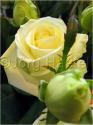 Dateiname=Roses_015.jpg
Dateigröße=39KB
Abmessungen: 451x600
hinzugefügt am: 03. März 2011 Roses_015.jpg
