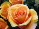 Dateiname=Roses_016.jpg
Dateigröße=63KB
Abmessungen: 799x600
hinzugefügt am: 03. März 2011 Roses_016.jpg
