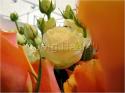 Dateiname=Roses_017.jpg
Dateigröße=56KB
Abmessungen: 799x600
hinzugefügt am: 03. März 2011 Roses_017.jpg
