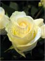 Dateiname=Roses_018.jpg
Dateigröße=34KB
Abmessungen: 451x600
hinzugefügt am: 03. März 2011 Roses_018.jpg