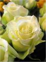 Dateiname=Roses_019.jpg
Dateigröße=38KB
Abmessungen: 451x600
hinzugefügt am: 03. März 2011 Roses_019.jpg