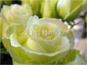 Dateiname=Roses_021.jpg
Dateigröße=48KB
Abmessungen: 799x600
hinzugefügt am: 03. März 2011 Roses_021.jpg