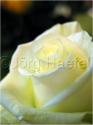 Dateiname=Roses_022.jpg
Dateigröße=29KB
Abmessungen: 451x600
hinzugefügt am: 03. März 2011 Roses_022.jpg