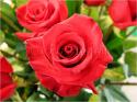 Dateiname=Roses_023.jpg
Dateigröße=66KB
Abmessungen: 799x600
hinzugefügt am: 03. März 2011 Roses_023.jpg