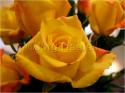 Dateiname=Roses_027.jpg
Dateigröße=54KB
Abmessungen: 799x600
hinzugefügt am: 03. März 2011 Roses_027.jpg