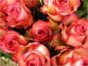 Dateiname=Roses_028.jpg
Dateigröße=93KB
Abmessungen: 799x600
hinzugefügt am: 03. März 2011 Roses_028.jpg