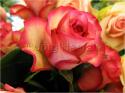 Dateiname=Roses_029.jpg
Dateigröße=58KB
Abmessungen: 799x600
hinzugefügt am: 03. März 2011 Roses_029.jpg