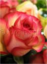 Dateiname=Roses_030.jpg
Dateigröße=38KB
Abmessungen: 451x600
hinzugefügt am: 03. März 2011 Roses_030.jpg