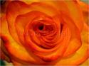 Dateiname=Roses_031.jpg
Dateigröße=67KB
Abmessungen: 799x600
hinzugefügt am: 03. März 2011 Roses_031.jpg