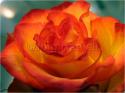 Dateiname=Roses_032.jpg
Dateigröße=55KB
Abmessungen: 799x600
hinzugefügt am: 03. März 2011 Roses_032.jpg