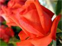 Dateiname=Roses_033.jpg
Dateigröße=57KB
Abmessungen: 799x600
hinzugefügt am: 03. März 2011 Roses_033.jpg