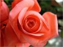Dateiname=Roses_034.jpg
Dateigröße=52KB
Abmessungen: 799x600
hinzugefügt am: 03. März 2011 Roses_034.jpg