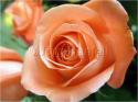 Dateiname=Roses_035.jpg
Dateigröße=58KB
Abmessungen: 799x600
hinzugefügt am: 03. März 2011 Roses_035.jpg