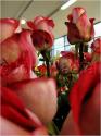 Dateiname=Roses_036.jpg
Dateigröße=44KB
Abmessungen: 451x600
hinzugefügt am: 03. März 2011 Roses_036.jpg