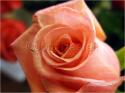 Dateiname=Roses_037.jpg
Dateigröße=53KB
Abmessungen: 799x600
hinzugefügt am: 03. März 2011 Roses_037.jpg