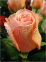 Dateiname=Roses_038.jpg
Dateigröße=38KB
Abmessungen: 451x600
hinzugefügt am: 03. März 2011 Roses_038.jpg
