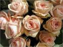 Dateiname=Roses_039.jpg
Dateigröße=92KB
Abmessungen: 799x600
hinzugefügt am: 03. März 2011 Roses_039.jpg