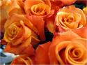 Dateiname=Roses_040.jpg
Dateigröße=76KB
Abmessungen: 799x600
hinzugefügt am: 03. März 2011 Roses_040.jpg