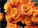 Dateiname=Roses_041.jpg
Dateigröße=92KB
Abmessungen: 799x600
hinzugefügt am: 03. März 2011 Roses_041.jpg
