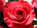 Dateiname=Roses_042.jpg
Dateigröße=62KB
Abmessungen: 799x600
hinzugefügt am: 03. März 2011 Roses_042.jpg