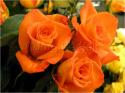 Dateiname=Roses_043.jpg
Dateigröße=68KB
Abmessungen: 799x600
hinzugefügt am: 03. März 2011 Roses_043.jpg