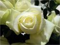 Dateiname=Roses_044.jpg
Dateigröße=53KB
Abmessungen: 799x600
hinzugefügt am: 03. März 2011 Roses_044.jpg