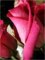 Dateiname=Roses_045.jpg
Dateigröße=37KB
Abmessungen: 451x600
hinzugefügt am: 03. März 2011 Roses_045.jpg