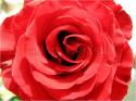 Dateiname=Roses_046.jpg
Dateigröße=72KB
Abmessungen: 799x600
hinzugefügt am: 03. März 2011 Roses_046.jpg
