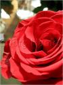 Dateiname=Roses_047.jpg
Dateigröße=43KB
Abmessungen: 451x600
hinzugefügt am: 03. März 2011 Roses_047.jpg