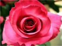 Dateiname=Roses_048.jpg
Dateigröße=61KB
Abmessungen: 799x600
hinzugefügt am: 03. März 2011 Roses_048.jpg