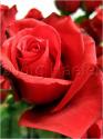 Dateiname=Roses_049.jpg
Dateigröße=40KB
Abmessungen: 451x600
hinzugefügt am: 03. März 2011 Roses_049.jpg