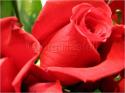 Dateiname=Roses_050.jpg
Dateigröße=57KB
Abmessungen: 799x600
hinzugefügt am: 03. März 2011 Roses_050.jpg